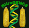 NitroGenes Logo